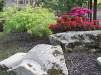 Bonsai